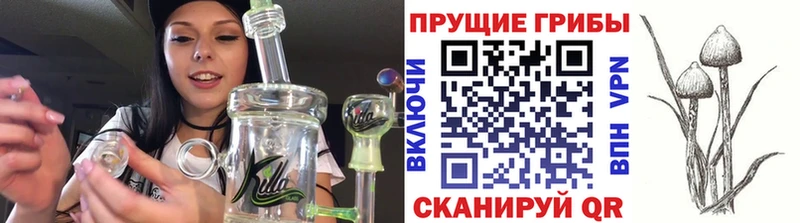 сколько стоит Севск Галлюциногенные грибы Psilocybine cubensis